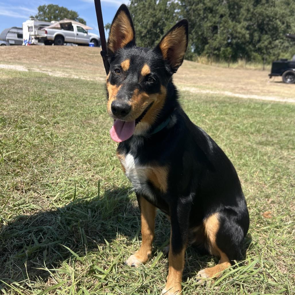 Enlarge Elvis, a Adoptable mixed breed in Aledo, TX image 1/6
