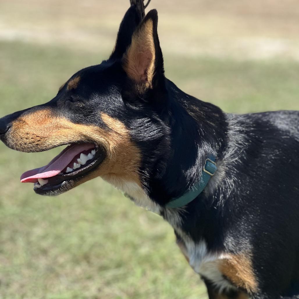 Enlarge Elvis, a Adoptable mixed breed in Aledo, TX image 3/6