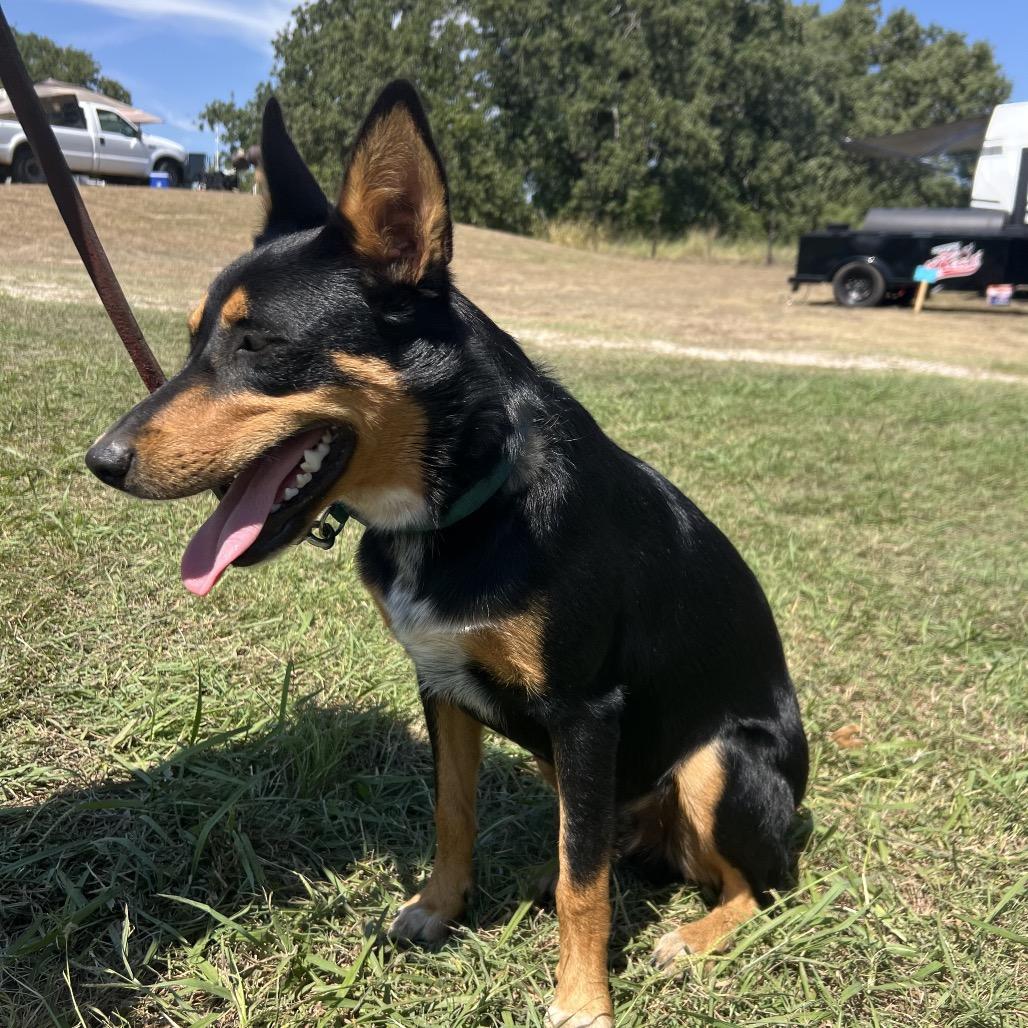 Enlarge Elvis, a Adoptable mixed breed in Aledo, TX image 4/6