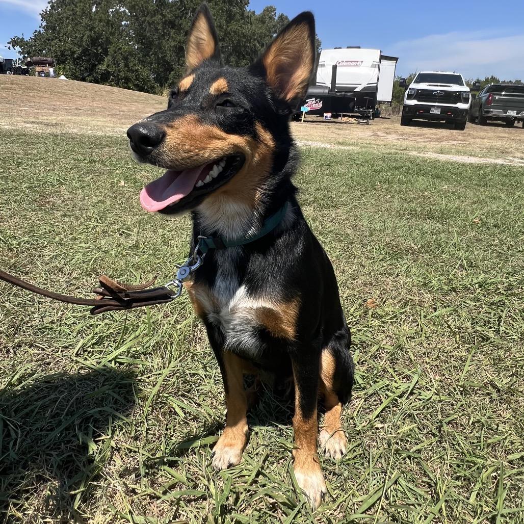 Enlarge Elvis, a Adoptable mixed breed in Aledo, TX image 5/6