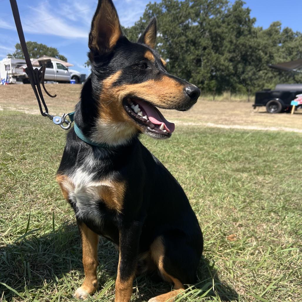 Enlarge Elvis, a Adoptable mixed breed in Aledo, TX image 6/6