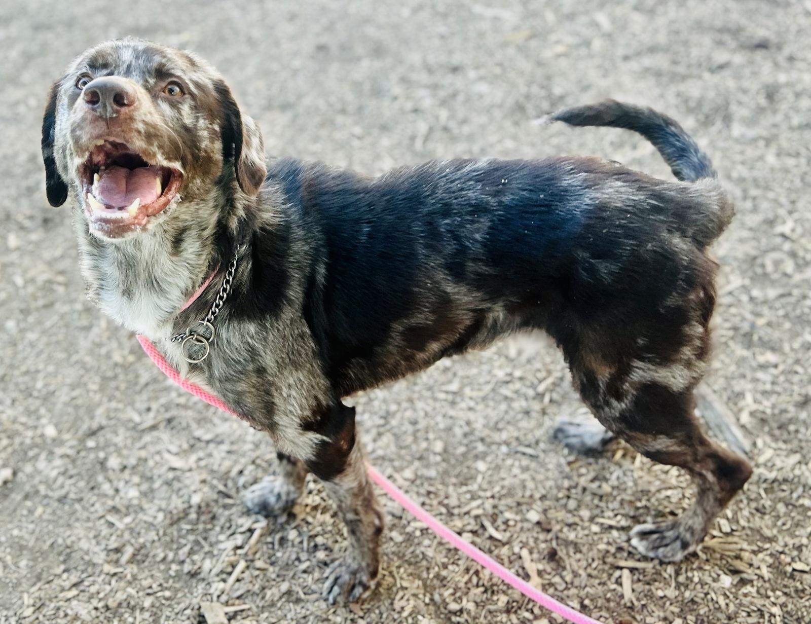 Goose (Bio ✅), Adoptable, Adult Male Catahoula Leopard Dog.