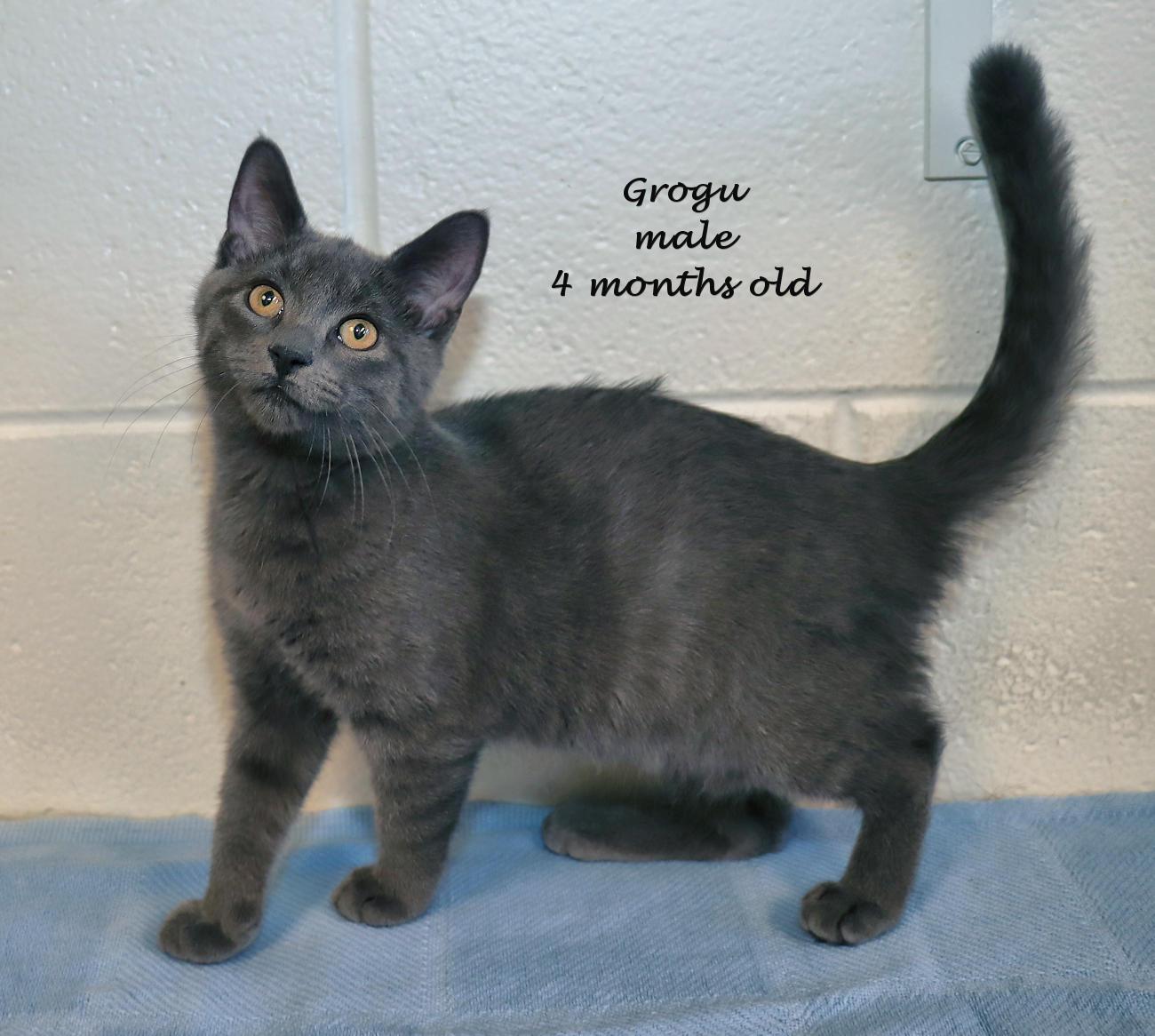 Enlarge Grogu, a Adopted mixed breed in Euclid, OH image 2/5