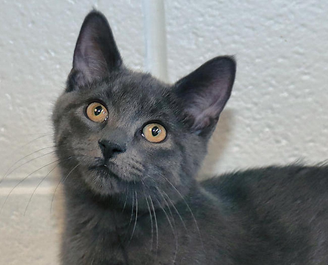 Grogu, Adopted, Kitten Male Russian Blue.