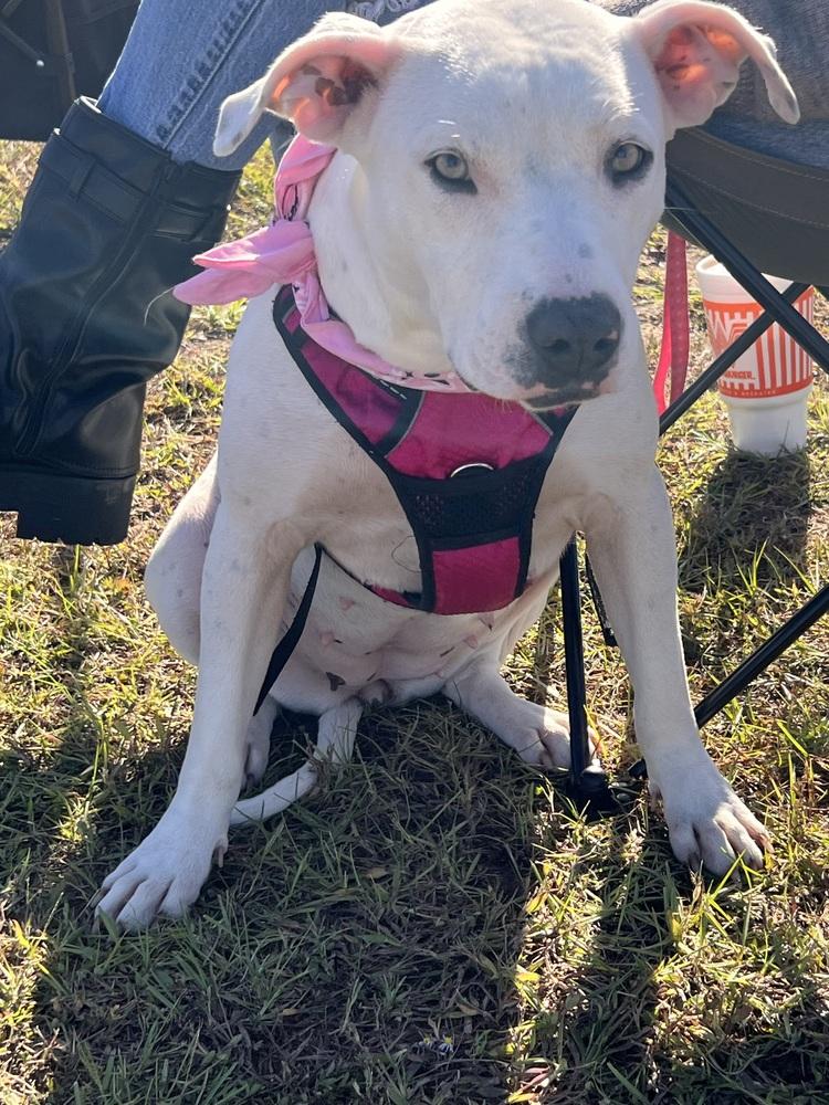 Enlarge Hope, a Adoptable American Bully in New Bedford, MA image 1/6