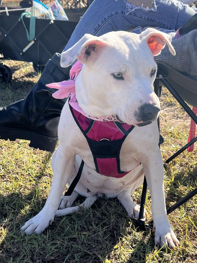 Enlarge Hope, a Adoptable American Bully in New Bedford, MA image 2/6