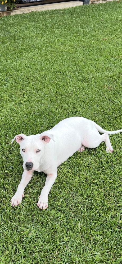 Enlarge Hope, a Adoptable American Bully in New Bedford, MA image 3/6