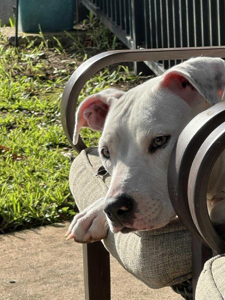 Enlarge Hope, a Adoptable American Bully in New Bedford, MA image 5/6