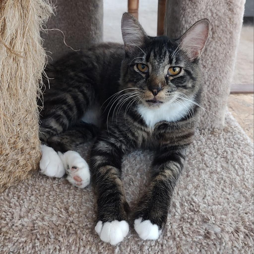Elmer, Adoptable, Adult Male Domestic Medium Hair.
