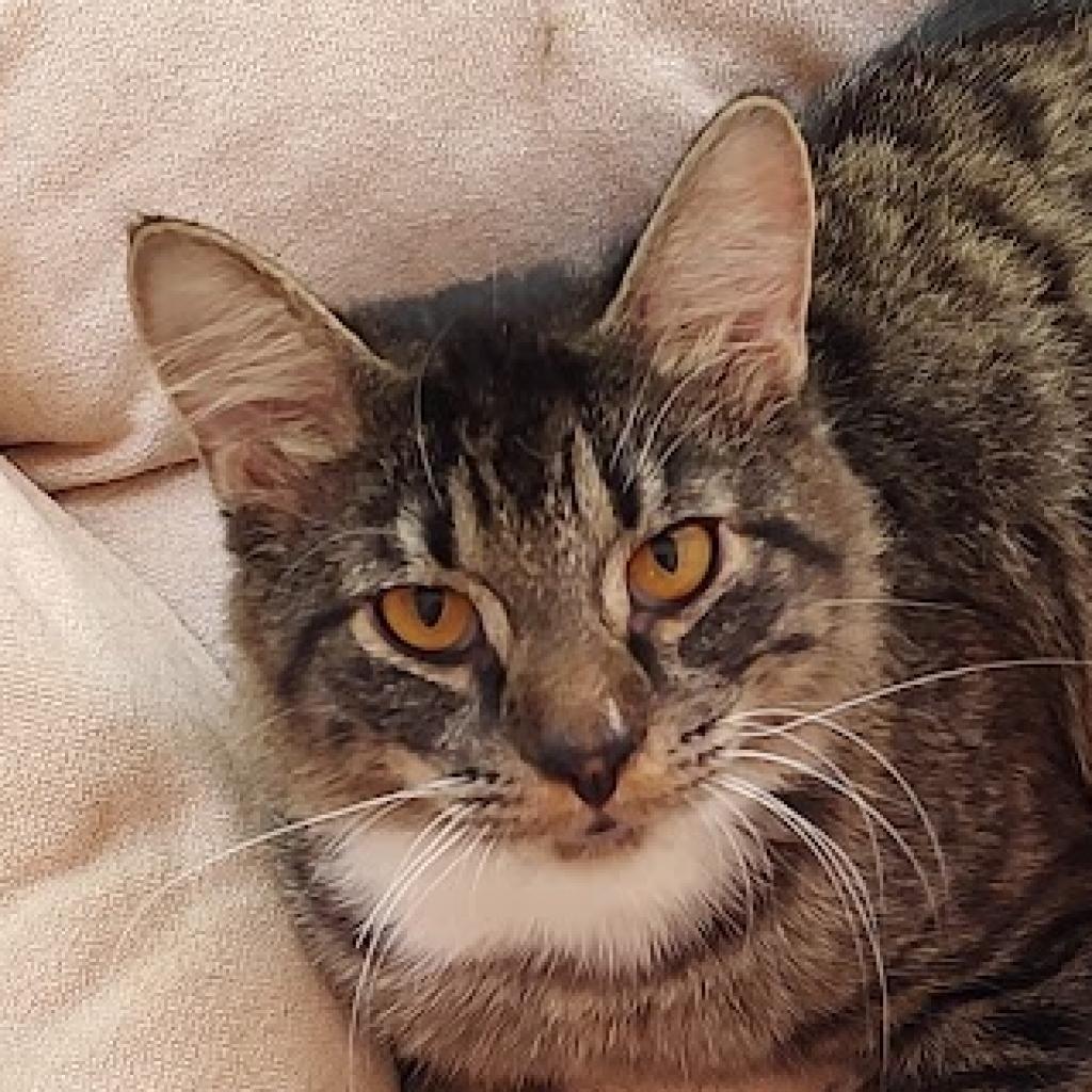 Enlarge Elmer, a Adoptable Domestic Medium Hair in Fredericksburg, VA image 2/6