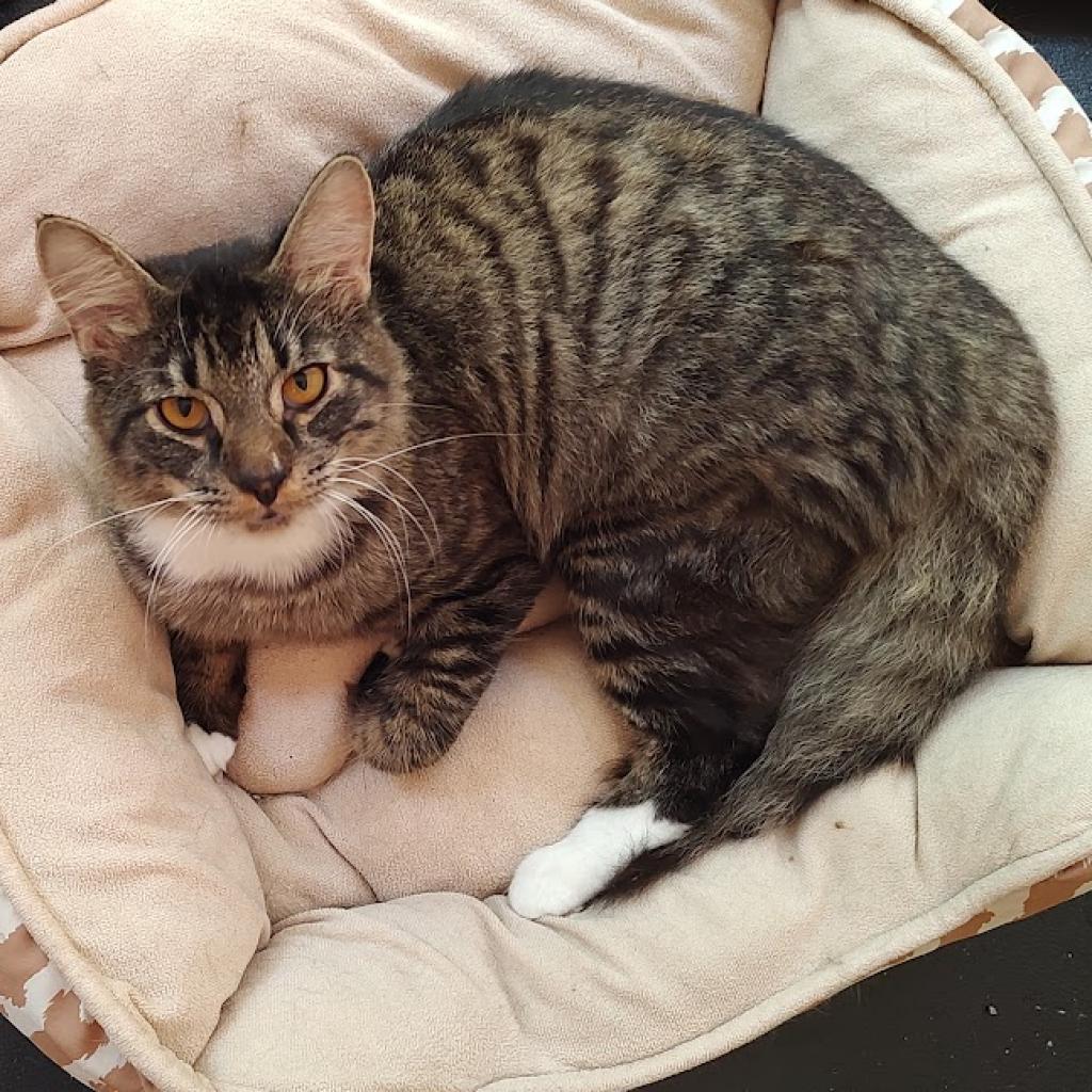 Enlarge Elmer, a Adoptable Domestic Medium Hair in Fredericksburg, VA image 3/6