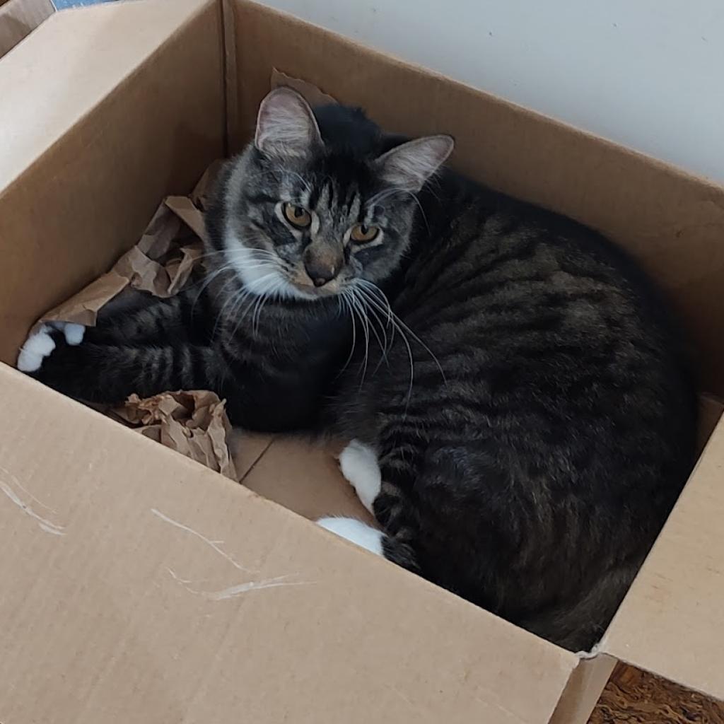 Enlarge Elmer, a Adoptable Domestic Medium Hair in Fredericksburg, VA image 4/6