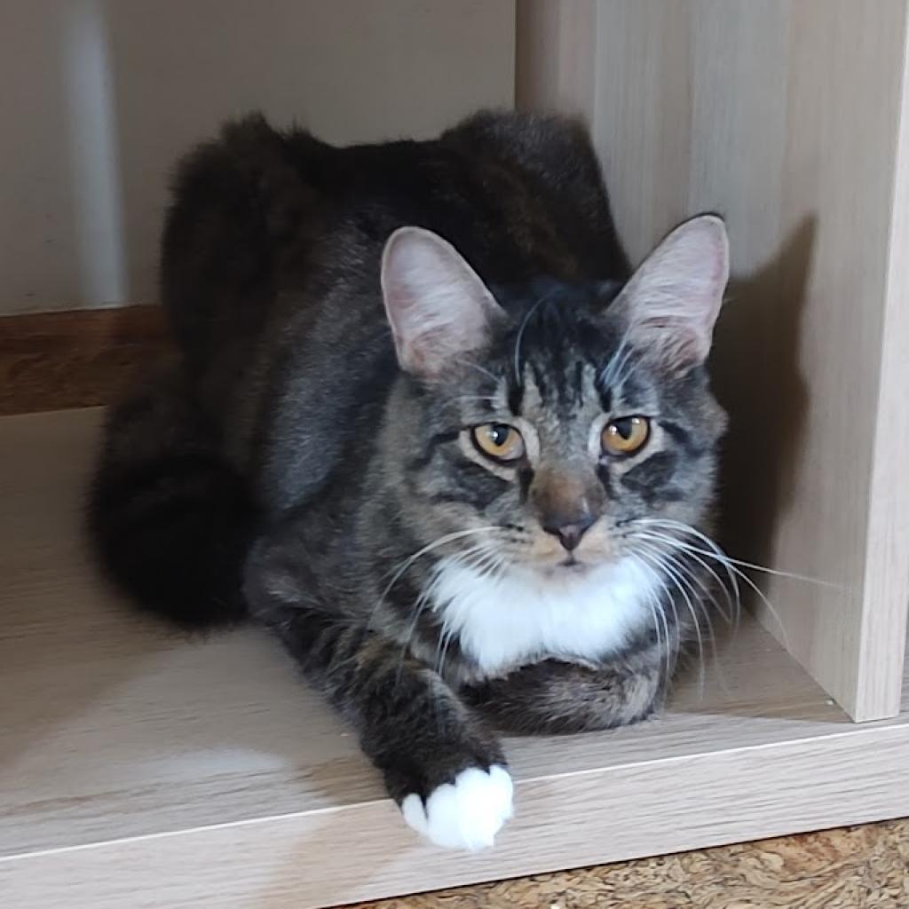 Enlarge Elmer, a Adoptable Domestic Medium Hair in Fredericksburg, VA image 5/6