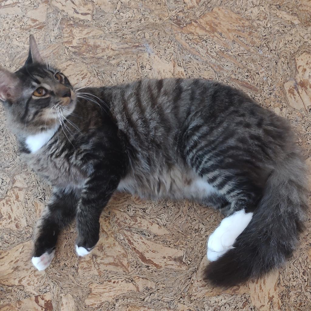 Enlarge Elmer, a Adoptable Domestic Medium Hair in Fredericksburg, VA image 6/6