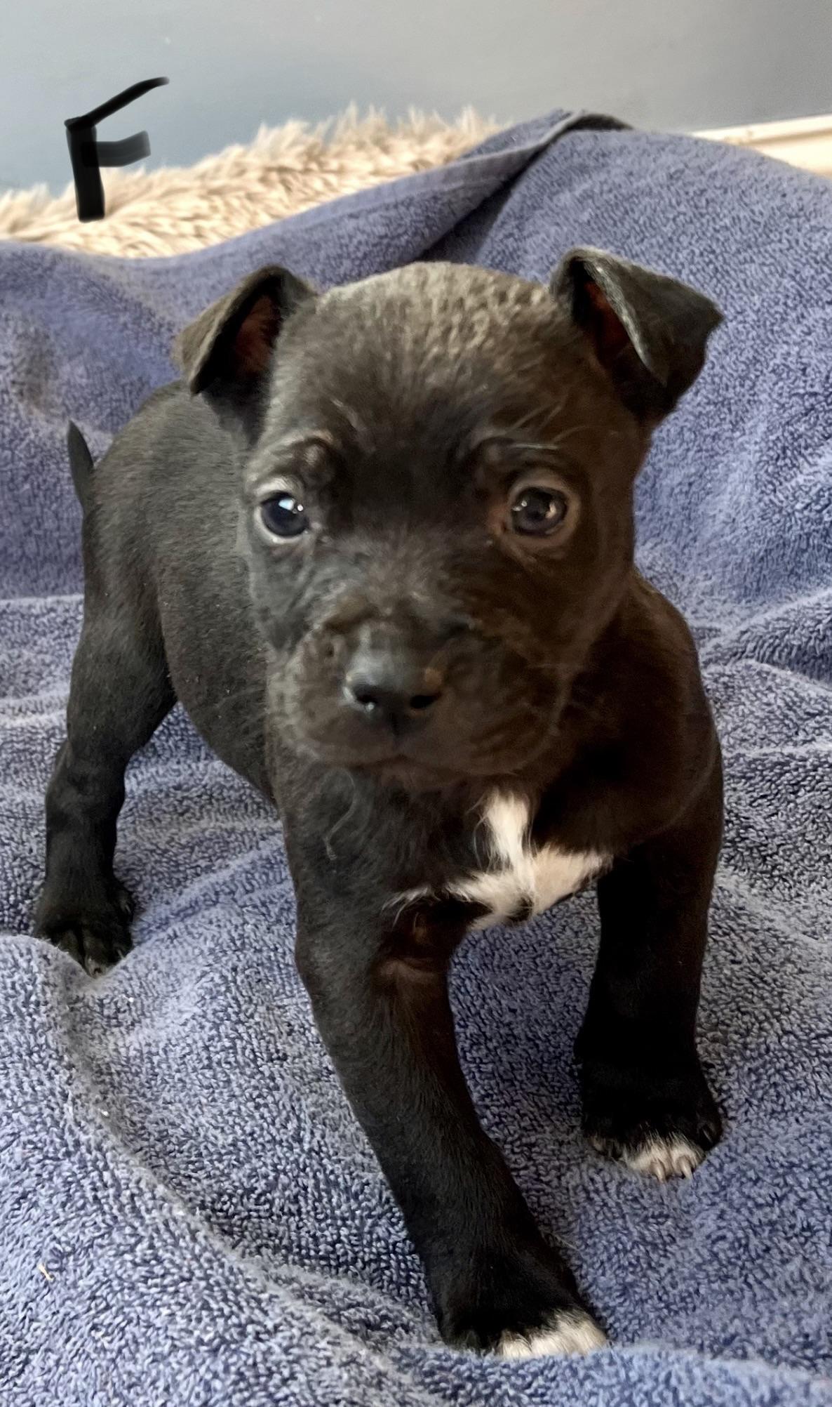 Enlarge Patty, a Adoptable Pit Bull Terrier in Hamilton , NJ image 1/1