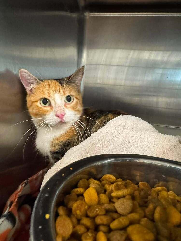 Millie (26-170 C), Adoptable, Young Female Domestic Short Hair.