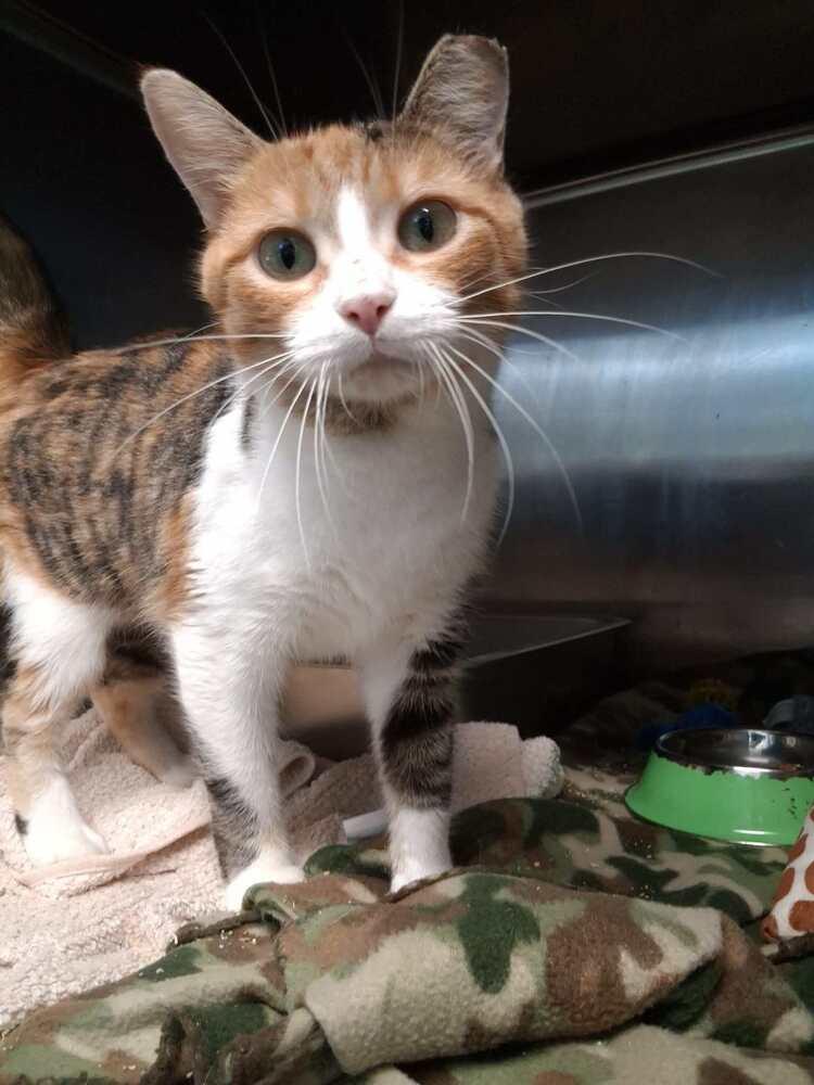 Millie (26-170 C), a Adoptable Domestic Short Hair in Lansing, MI image 2/3