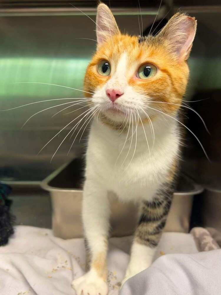 Millie (26-170 C), a Adoptable Domestic Short Hair in Lansing, MI image 3/3