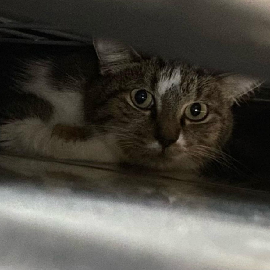 Enlarge Wild, an adopted Domestic Short Hair in Holly, MI image 1/1