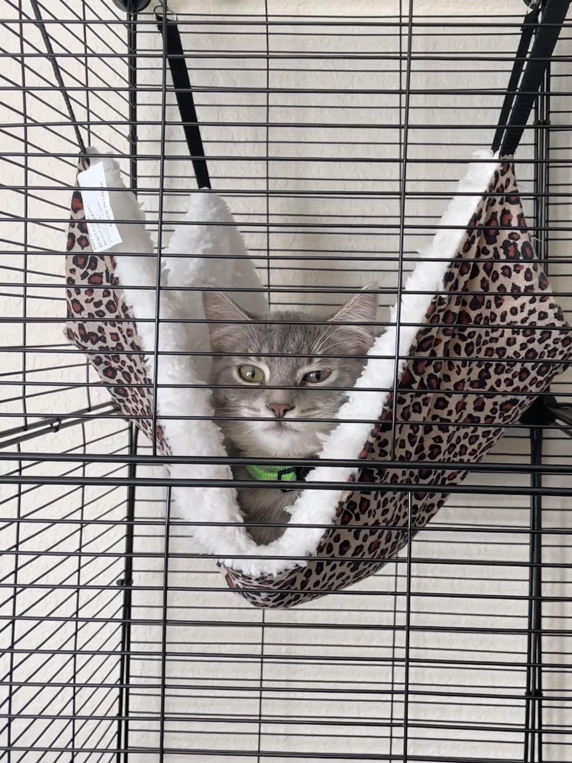 Enlarge Lily, a Adoptable Domestic Short Hair in Norfolk, VA image 5/6