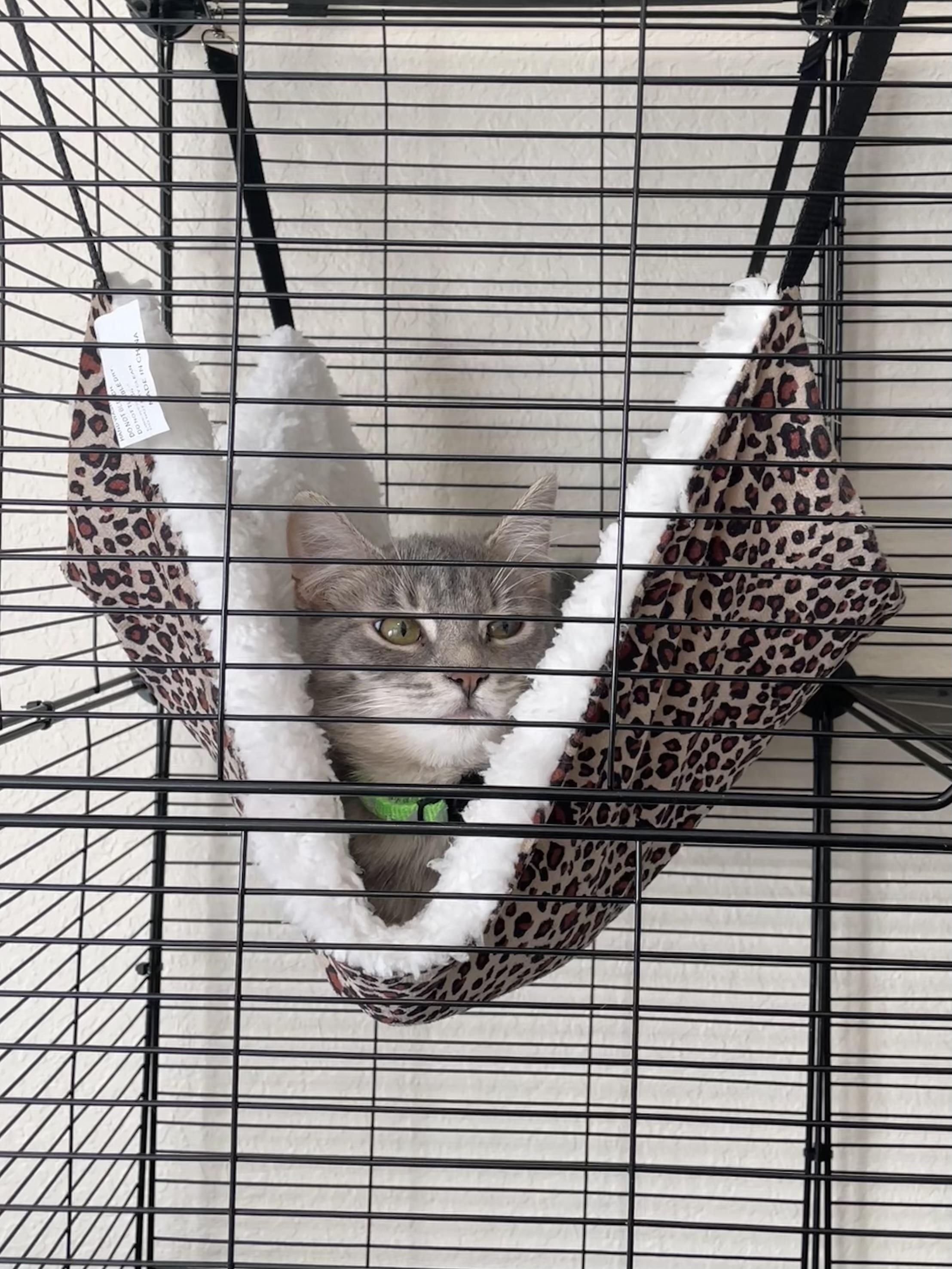 Enlarge Lily, a Adoptable Domestic Short Hair in Norfolk, VA image 4/6