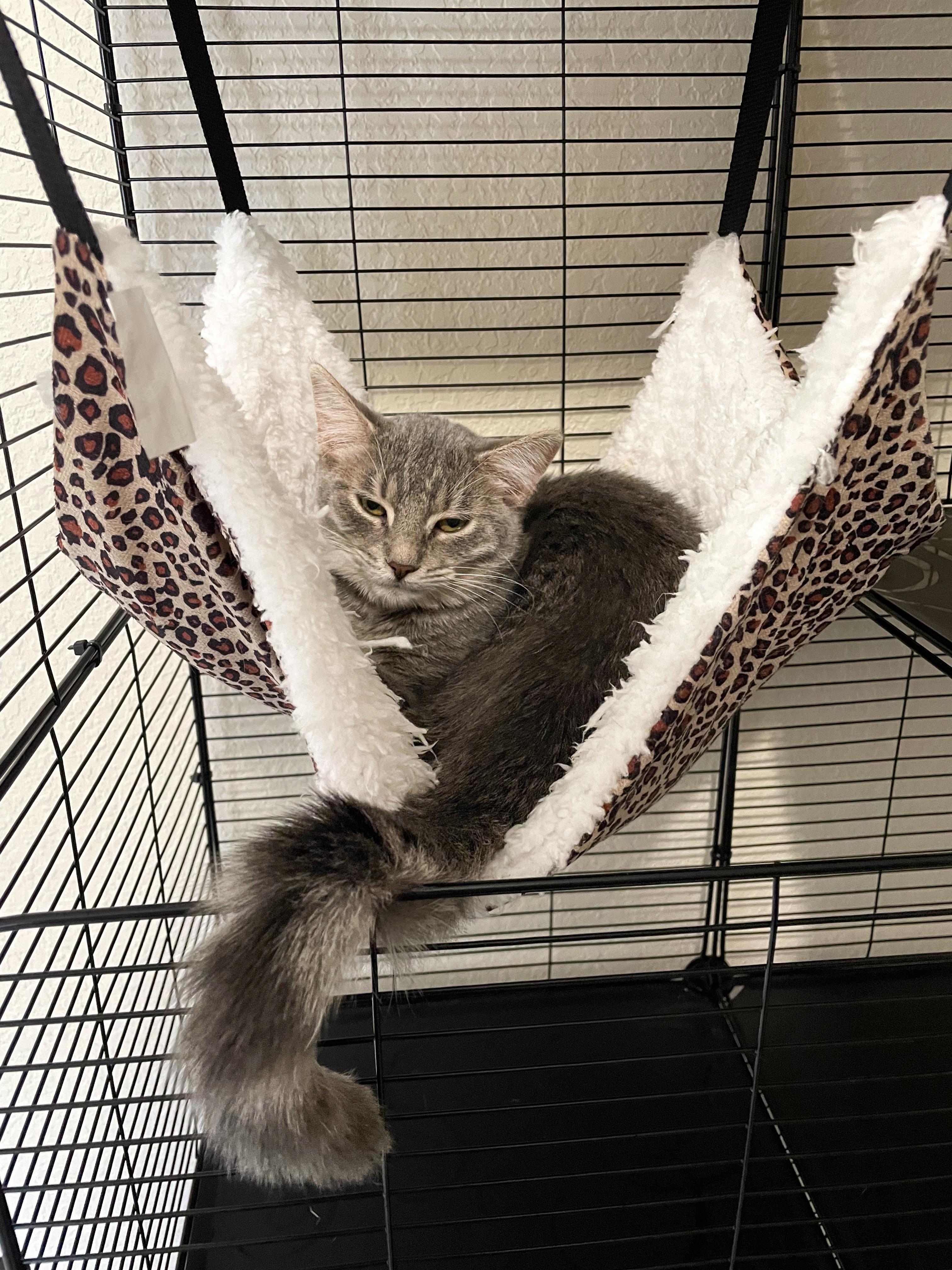 Lily, Adoptable, Young Female Domestic Short Hair.