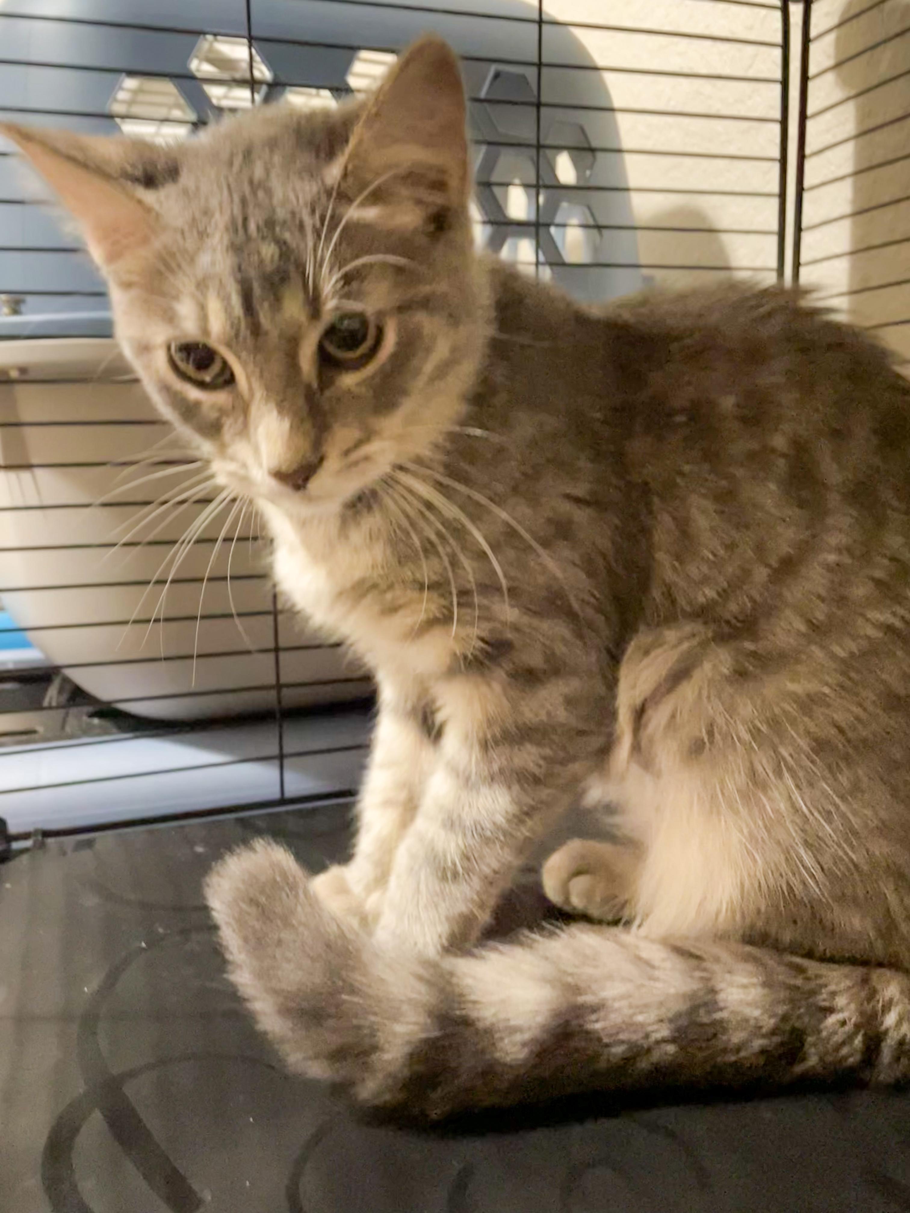 Enlarge Lily, a Adoptable Domestic Short Hair in Norfolk, VA image 2/6