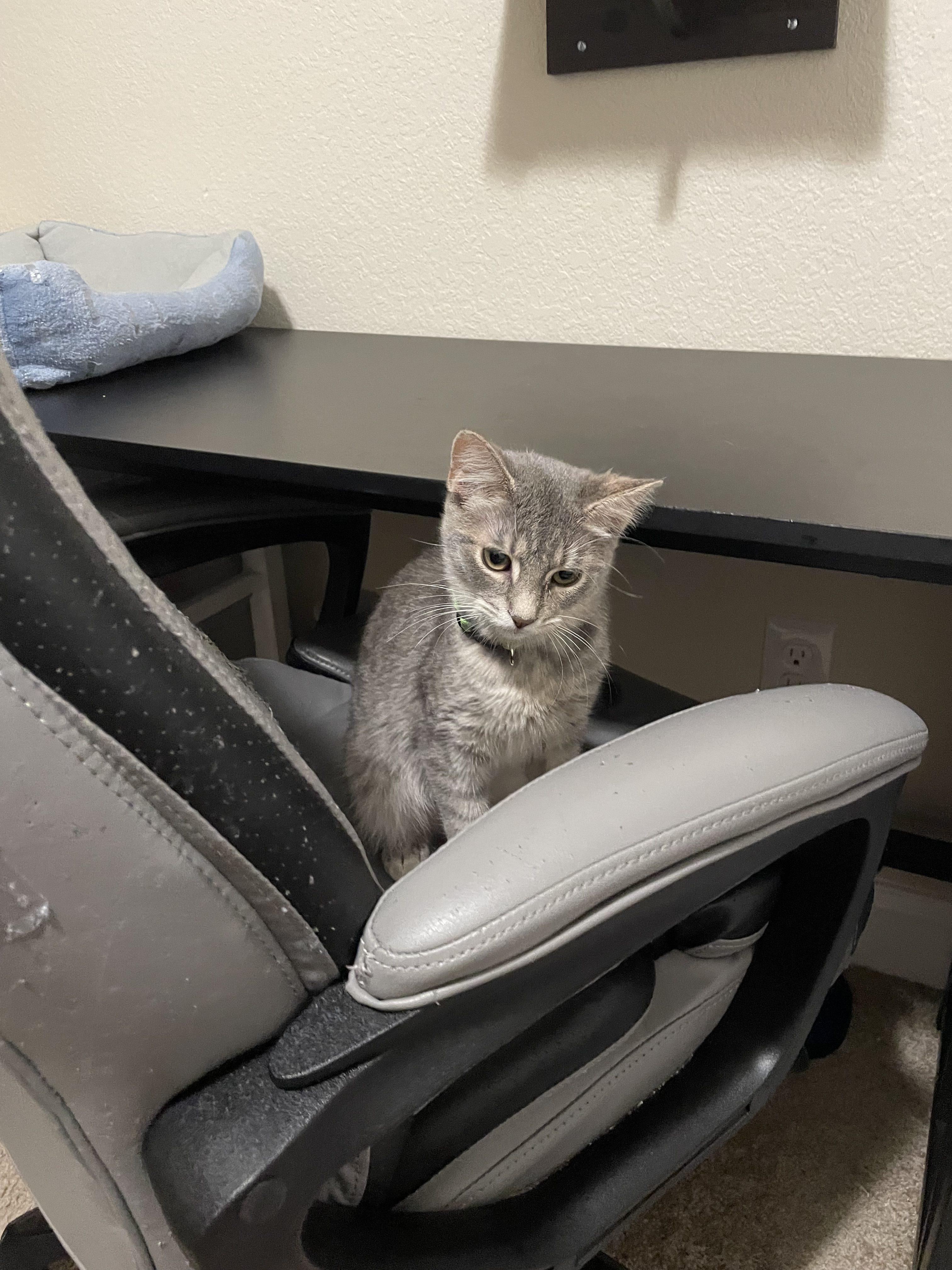 Enlarge Lily, a Adoptable Domestic Short Hair in Norfolk, VA image 3/6