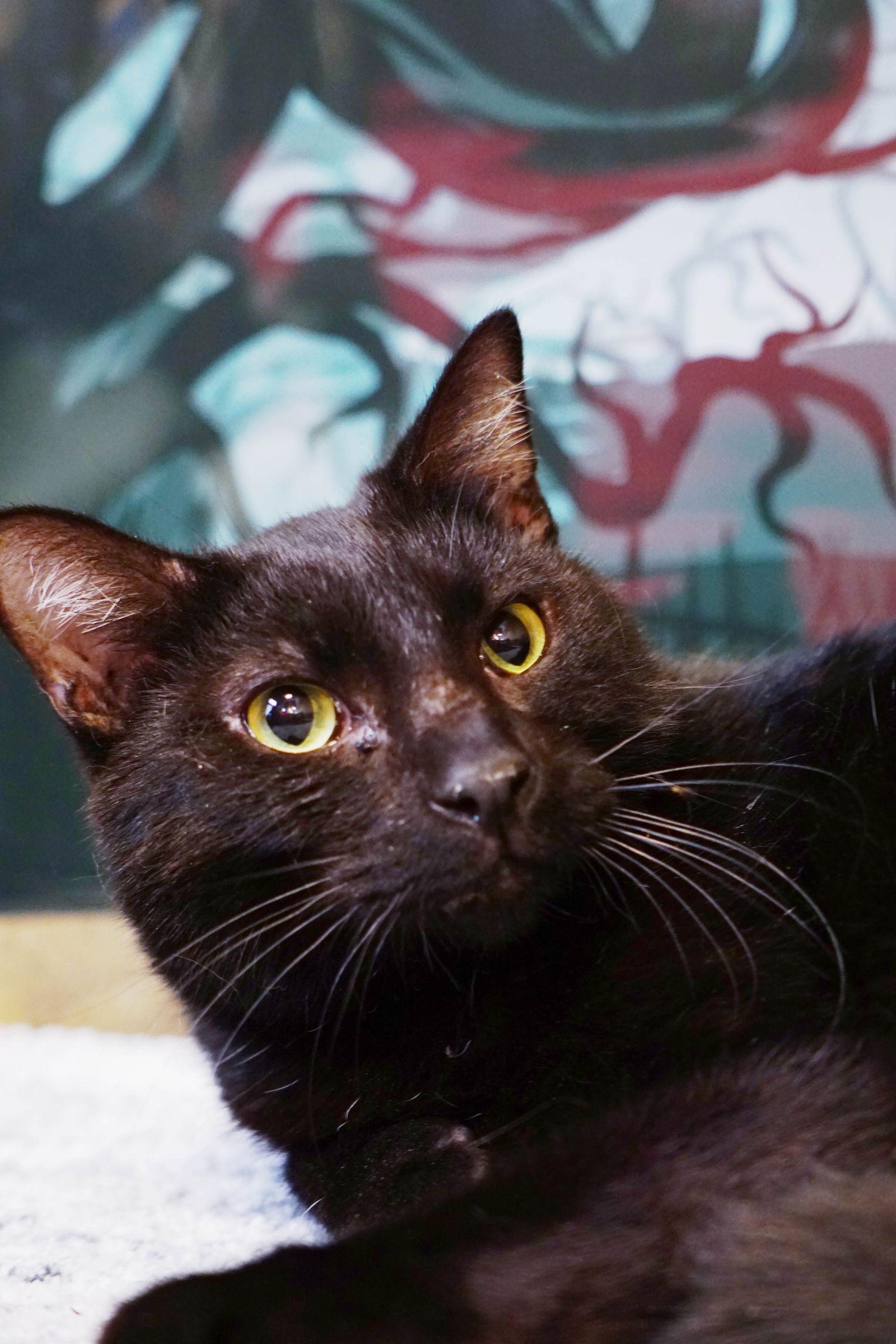 Kerchak, Adoptable, Young Male Domestic Short Hair & Bombay.