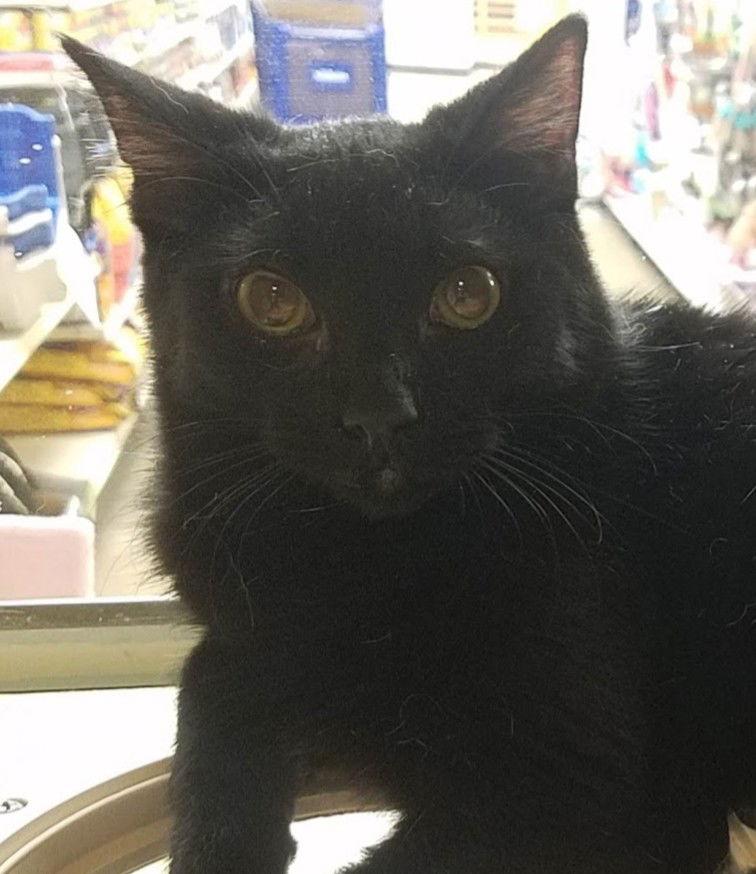 Kerchak, Adoptable, Young Male Domestic Short Hair & Bombay.