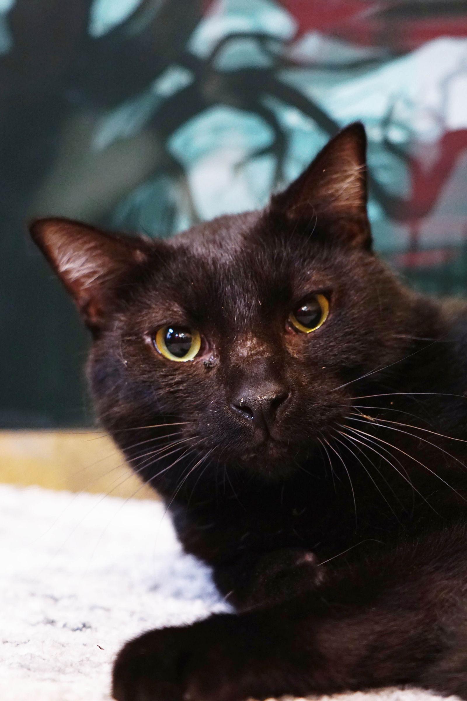 Enlarge Kerchak, a Adoptable mixed breed in Los Angeles, CA image 3/6