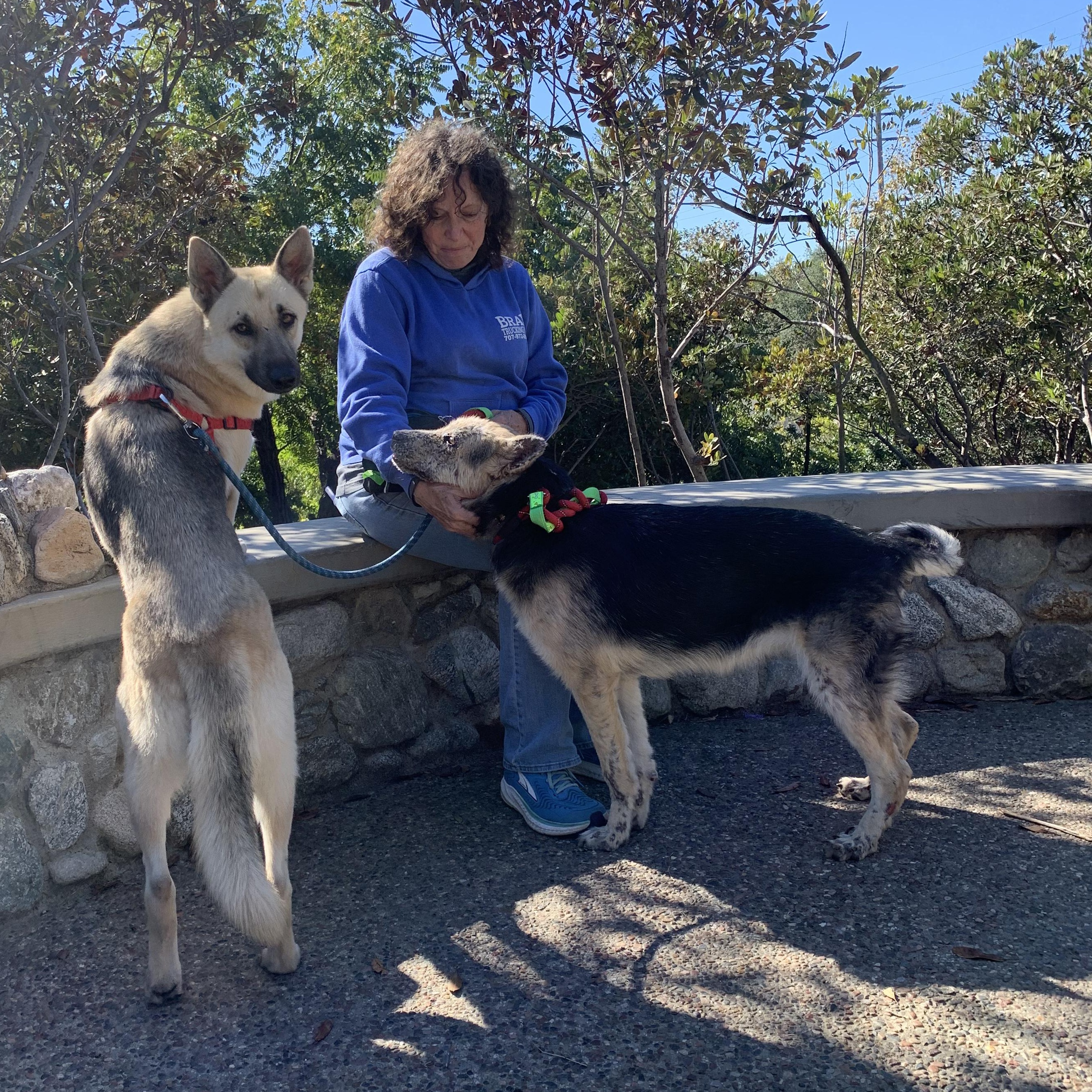 Enlarge Thor, a Adoptable German Shepherd Dog in Burbank, CA image 5/6