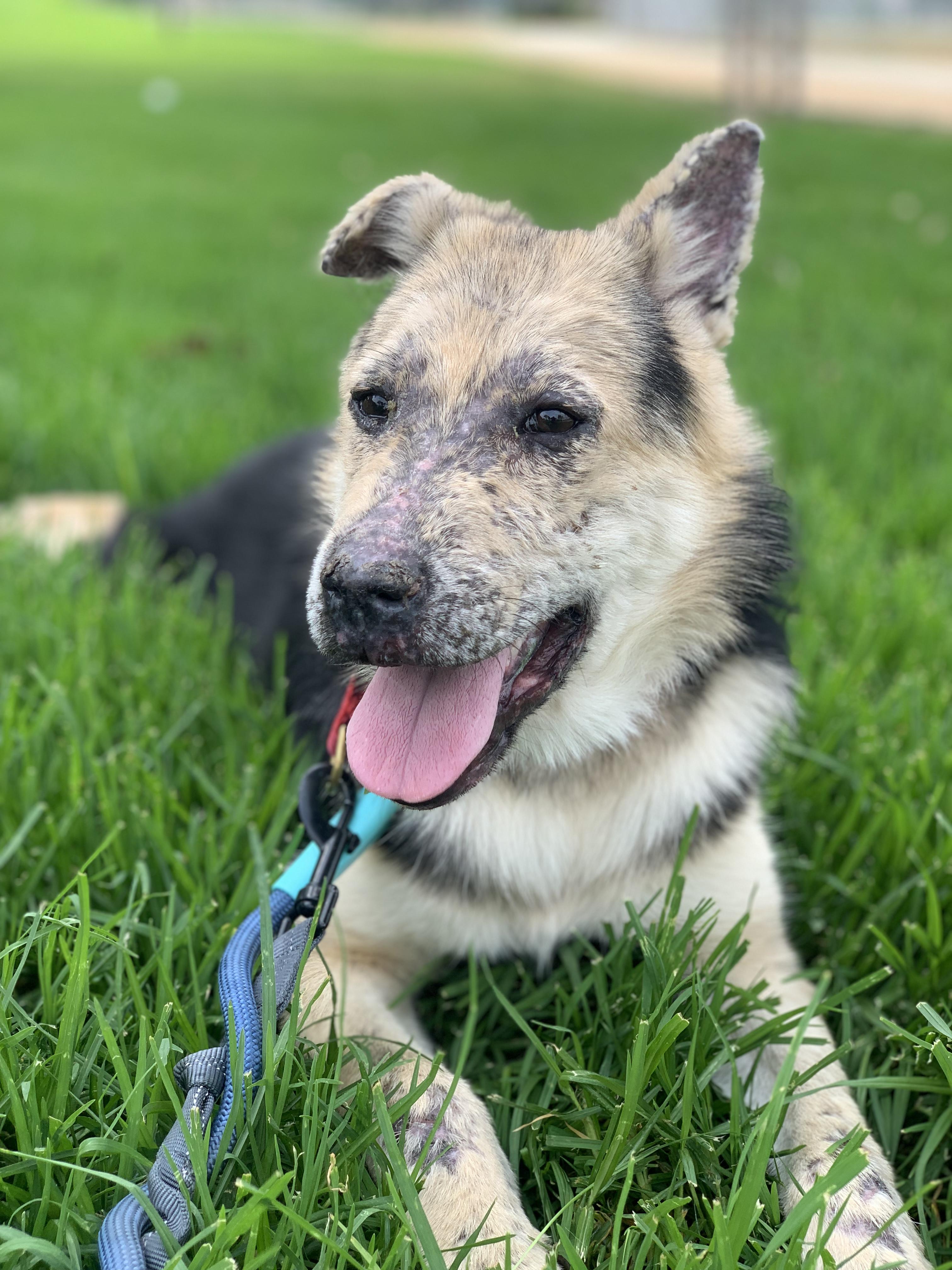 Enlarge Thor, a Adoptable German Shepherd Dog in Burbank, CA image 4/6