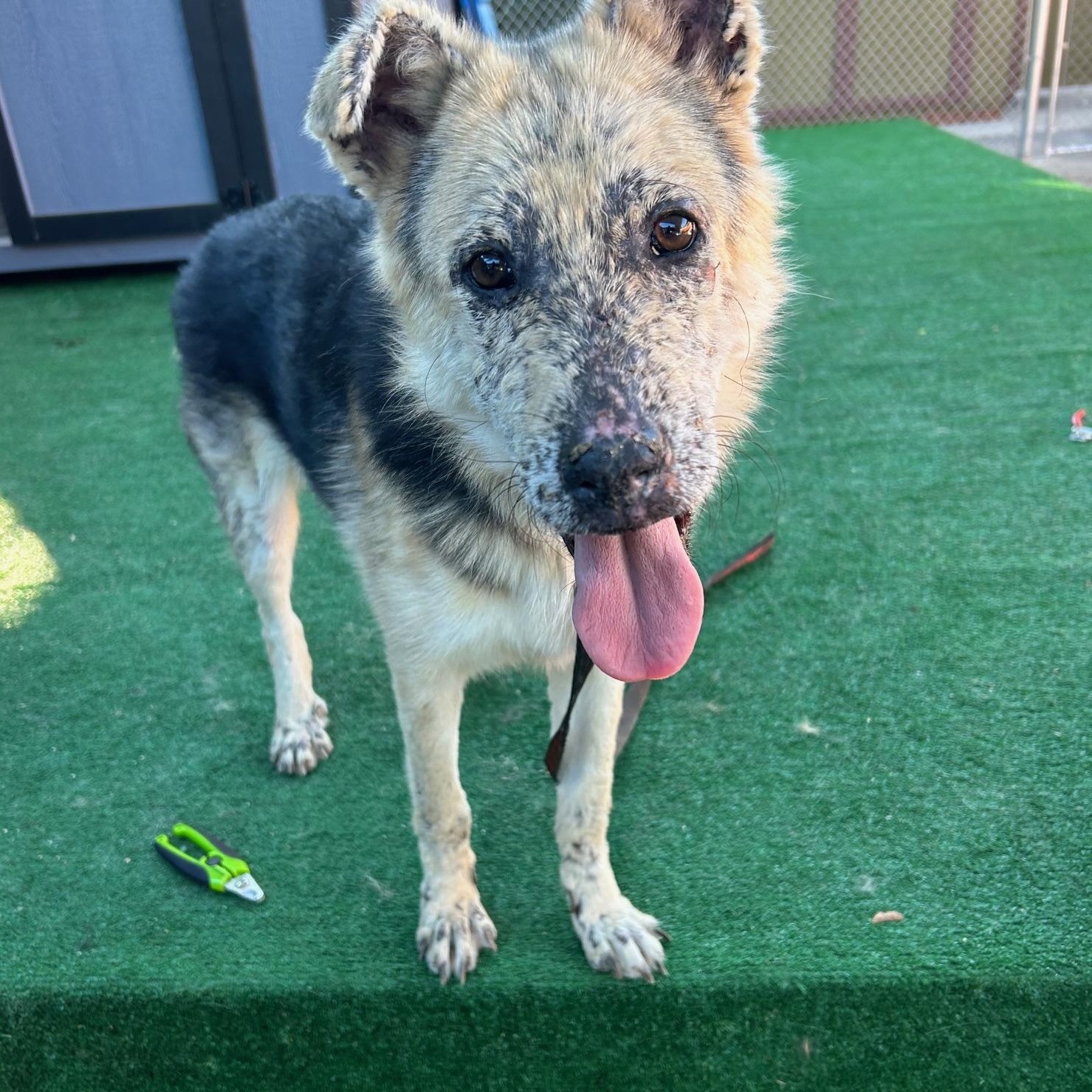 Enlarge Thor, a Adoptable German Shepherd Dog in Burbank, CA image 2/6