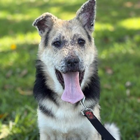 Thor, Adoptable, Young Male German Shepherd Dog.