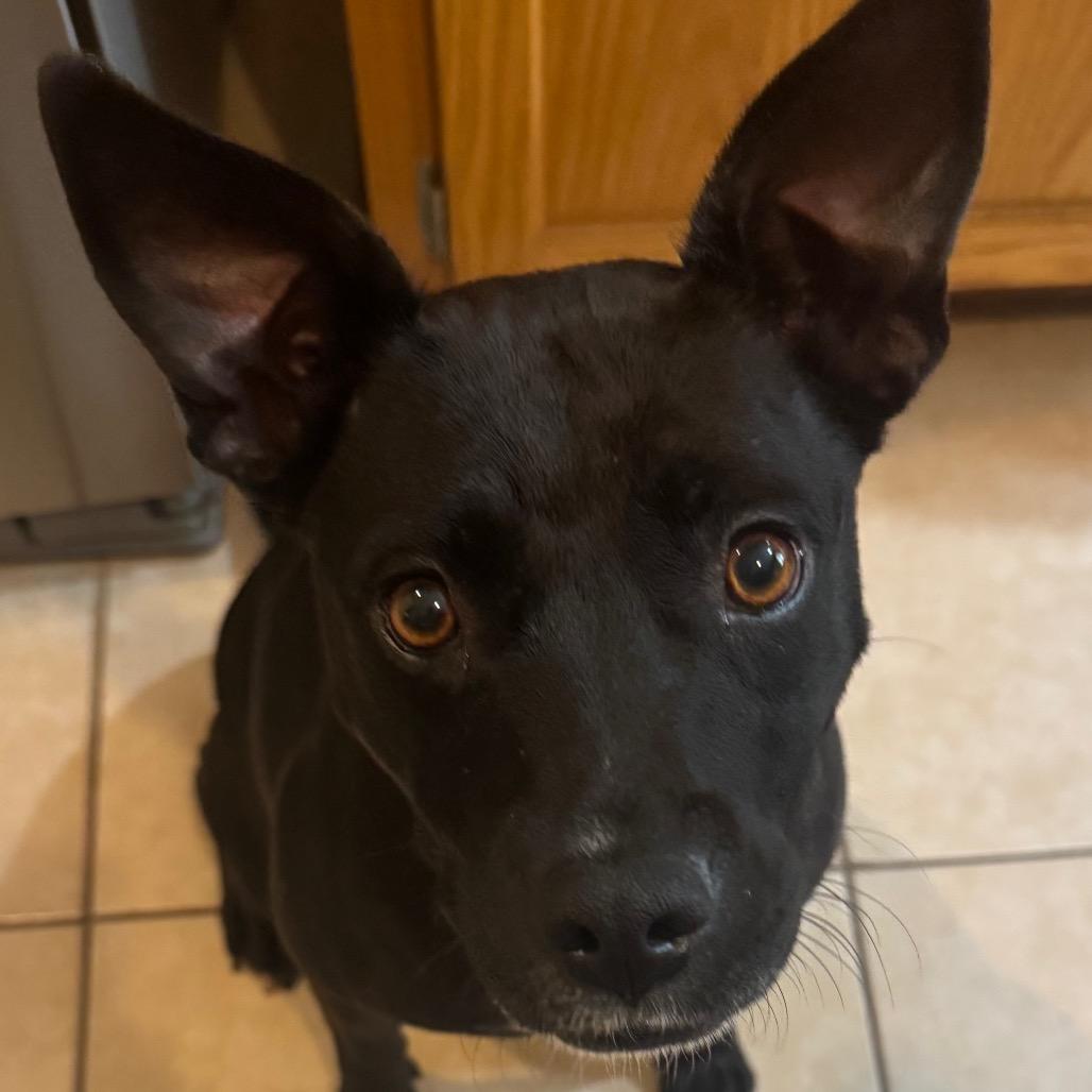Chloe, Adoptable, Adult Female Basenji & Terrier.