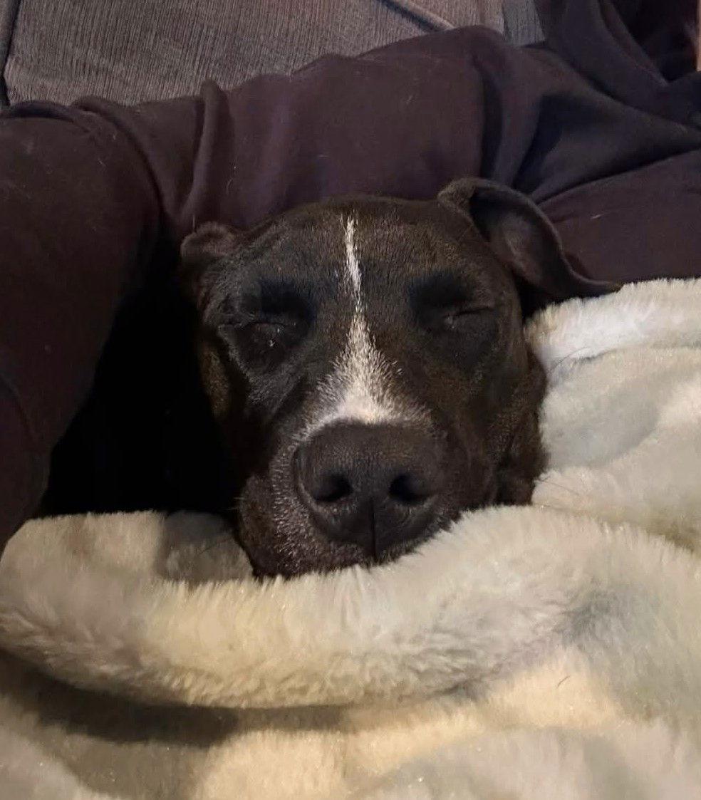 Enlarge Picasso, a Adopted mixed breed in Woodbridge, CT image 1/3