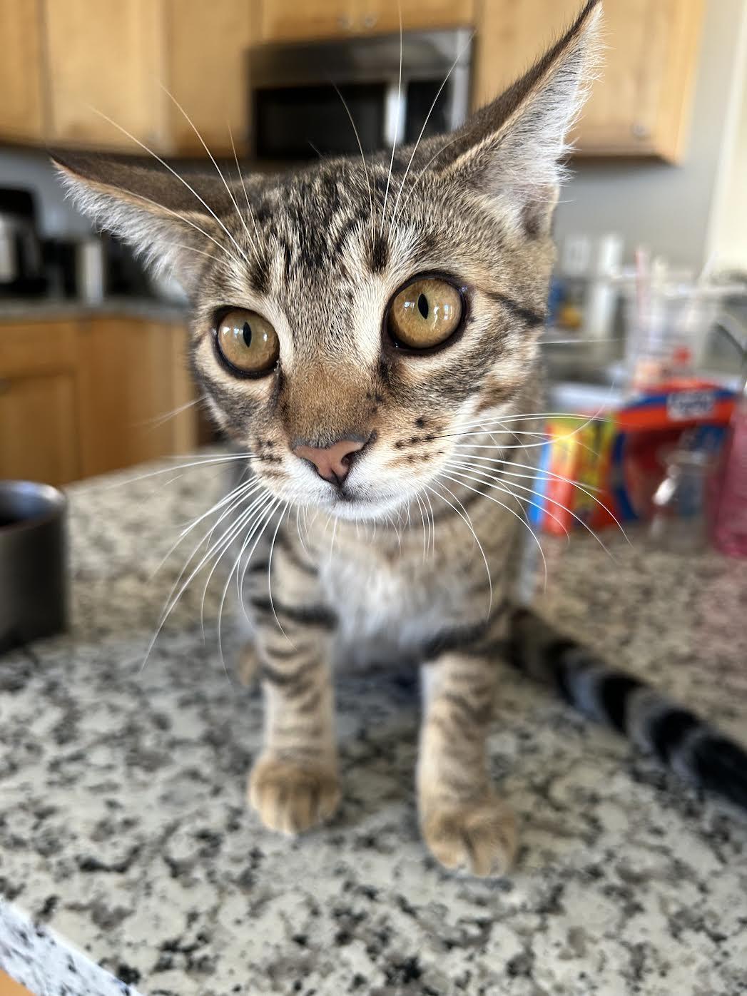 Donatella, a Adoptable Domestic Short Hair in Davis, CA image 3/4