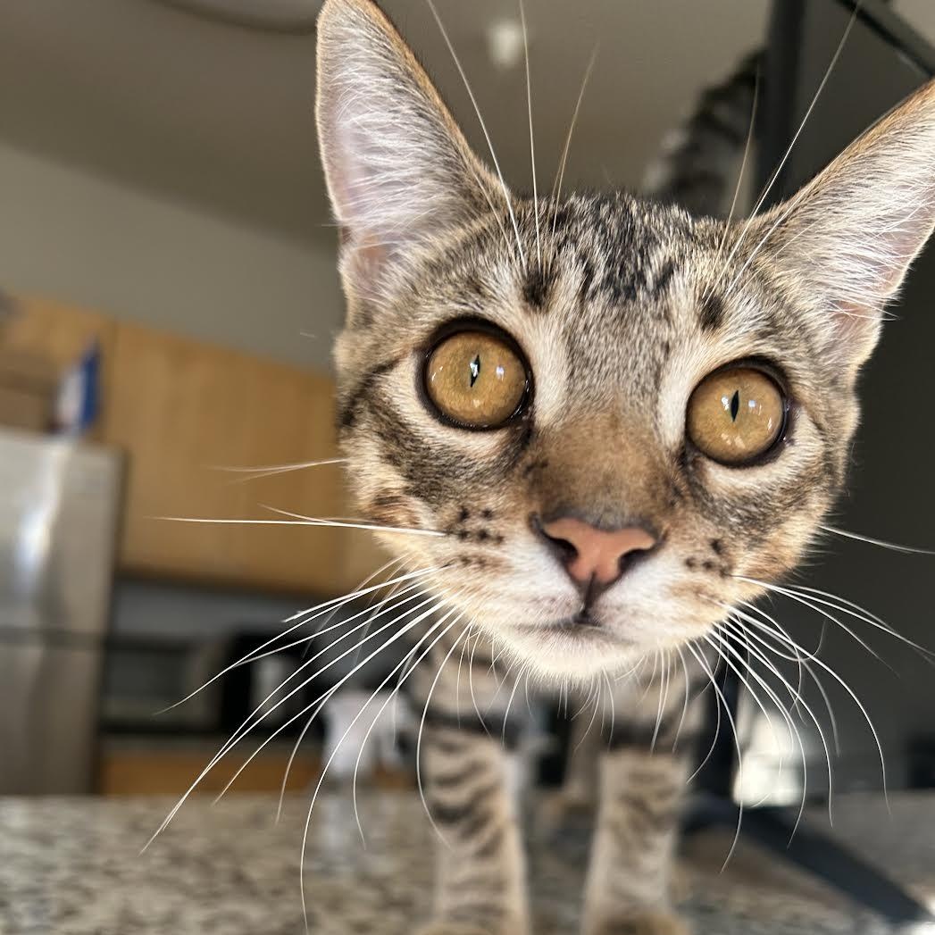 Donatella, a Adoptable Domestic Short Hair in Davis, CA image 1/4