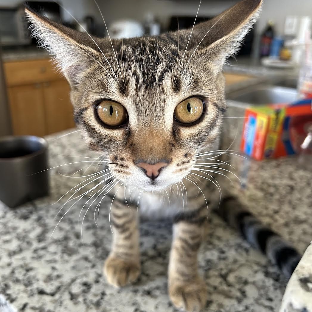 Donatella, a Adoptable Domestic Short Hair in Davis, CA image 4/4