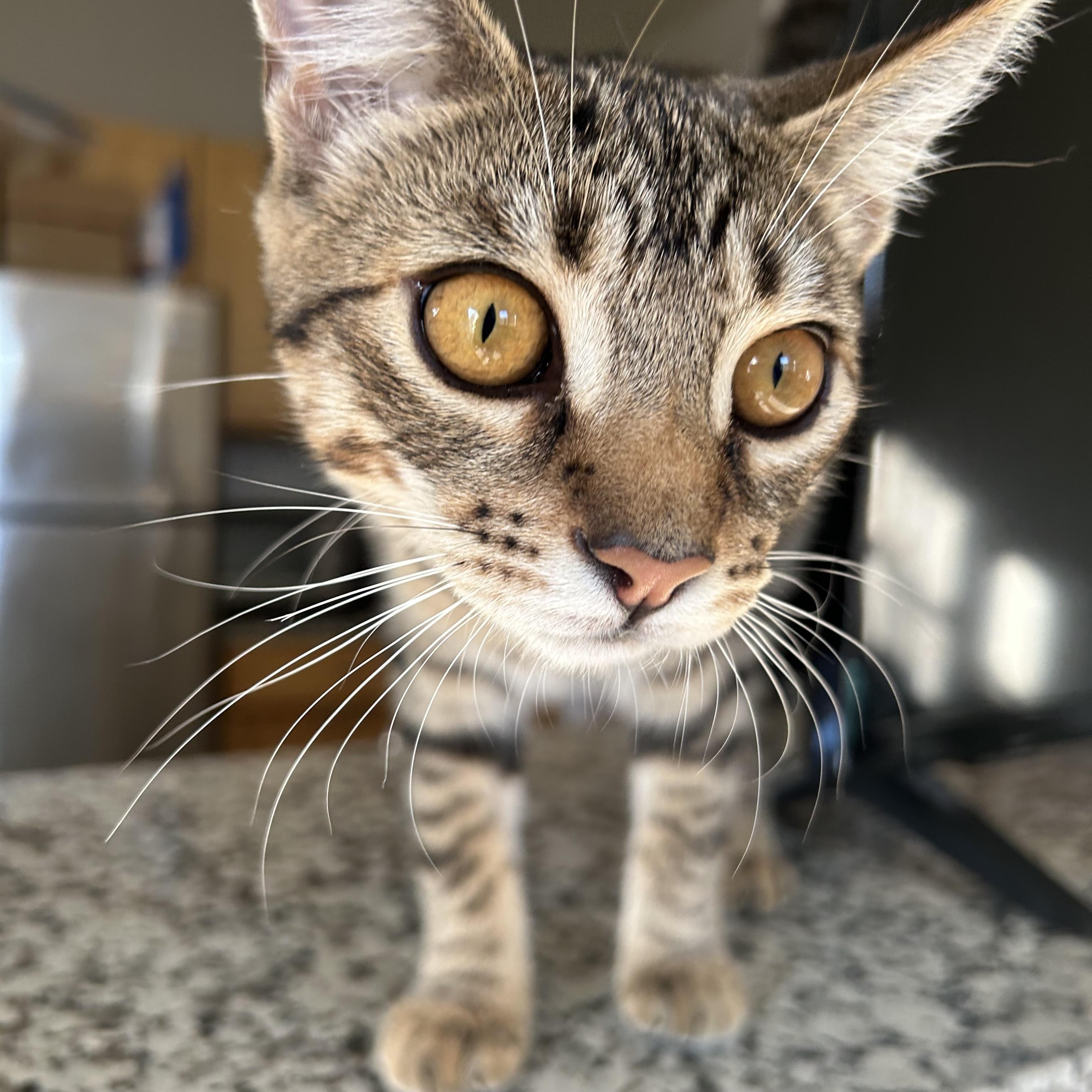 Donatella, a Adoptable Domestic Short Hair in Davis, CA image 2/4