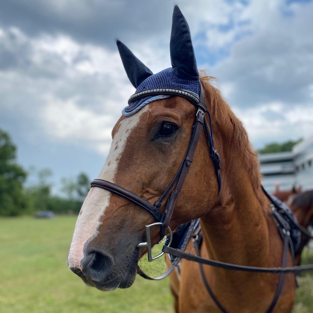 Stetson, Adoptable, Senior Male Quarterhorse & Quarterhorse.
