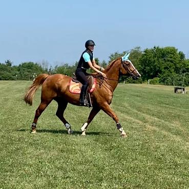 Enlarge Stetson, a Adoptable mixed breed in Quakertown, PA image 3/6