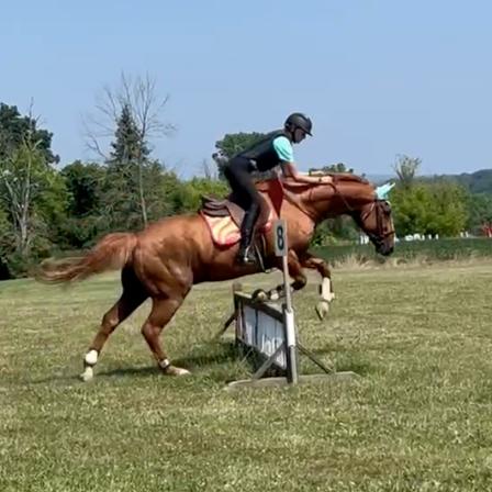 Enlarge Stetson, a Adoptable mixed breed in Quakertown, PA image 4/6