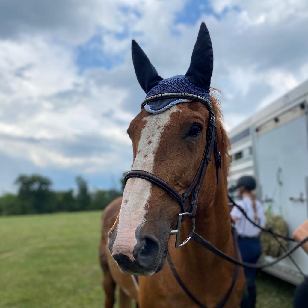 Enlarge Stetson, a Adoptable mixed breed in Quakertown, PA image 5/6