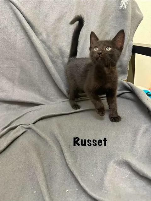 Russet, adopted, Kitten Male Domestic Short Hair.
