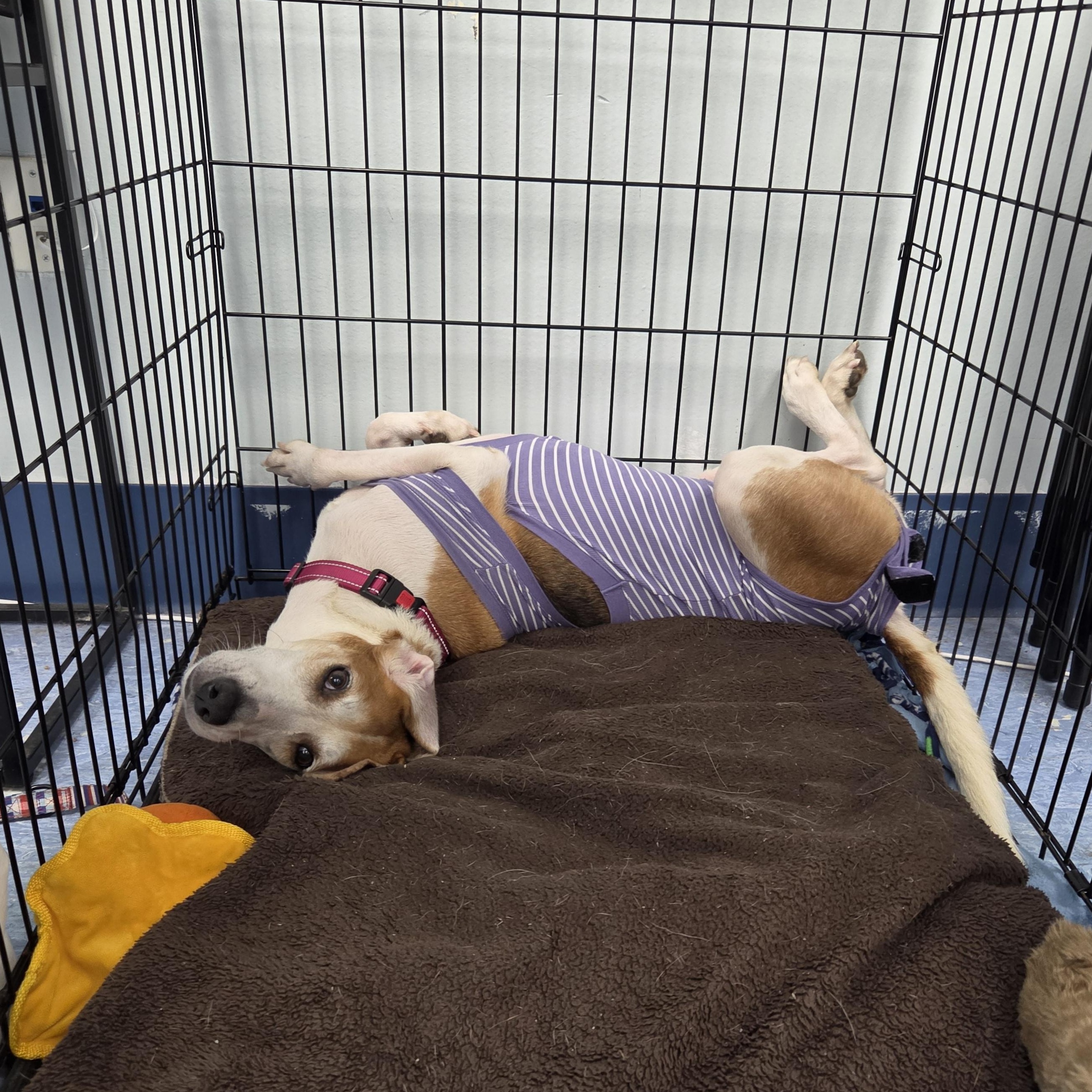 Elvira, Adoptable, Adult Female Coonhound.