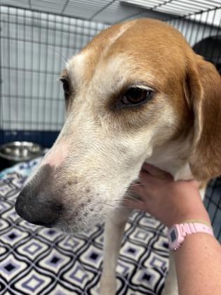 Enlarge Elvira, a Adoptable mixed breed in Charleston, SC image 2/2