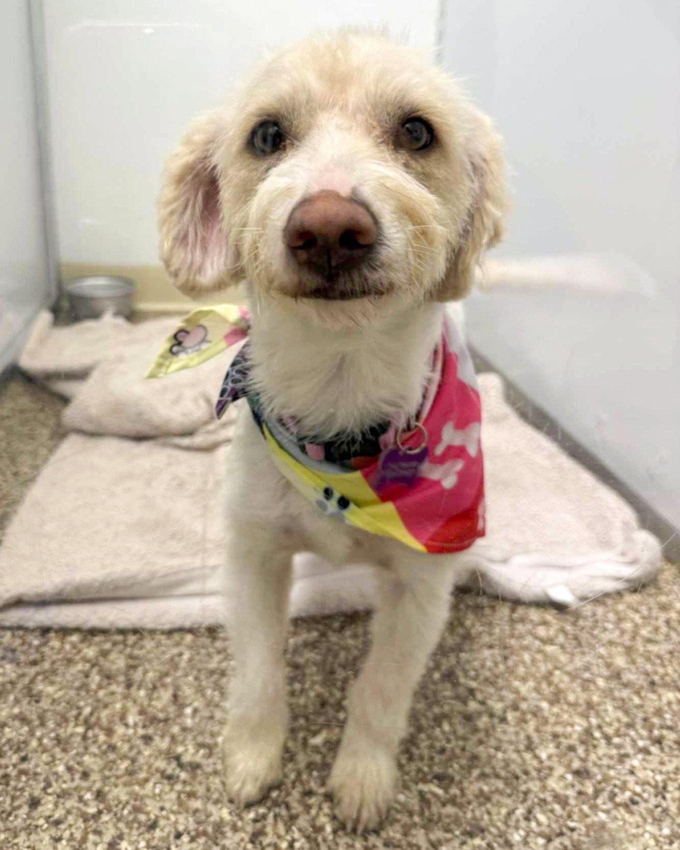 Enlarge Sugar, a Adopted Terrier in Corona, CA image 1/2