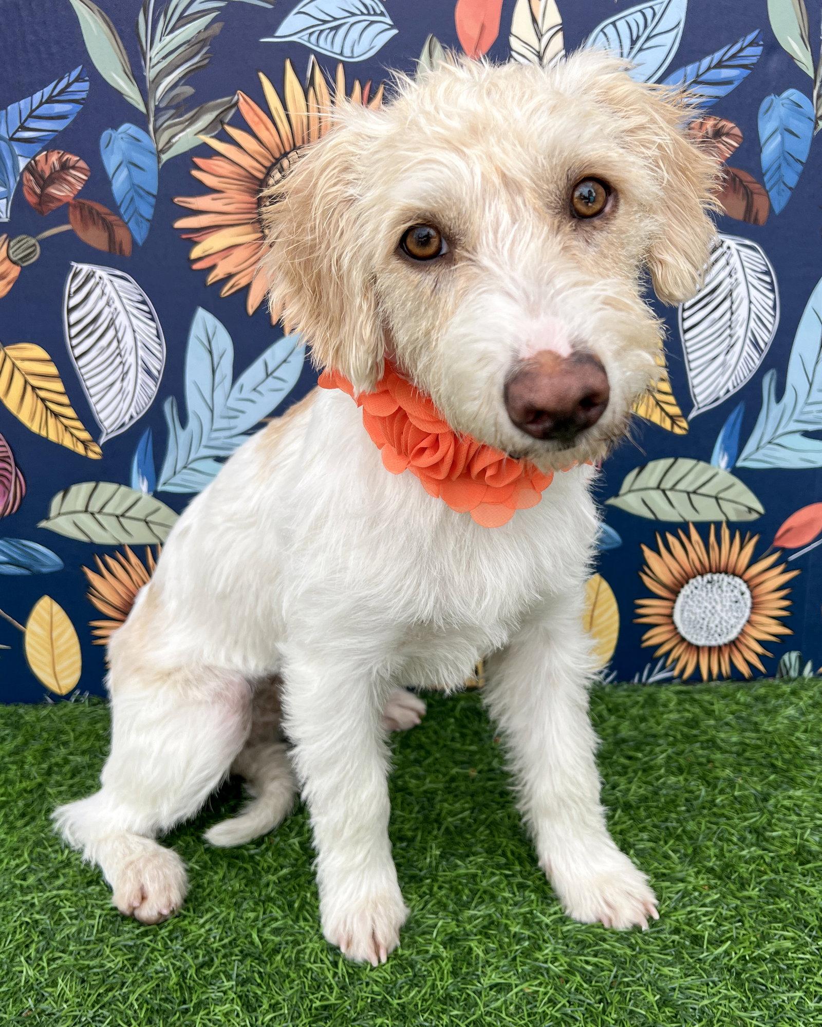 Enlarge Sugar, a Adopted Terrier in Corona, CA image 2/2